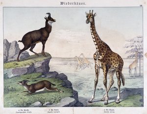 Zsiráf, zerge és gazella – a „” Histoires naturelle des mammals” című kötetben, szerk. Schreiber alkotó: Unknown artist