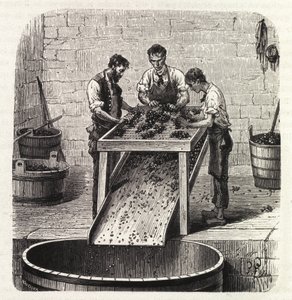 A szőlő osztályozása rácson a kiváló minőségű burgundi bor készítése során. Metszet a 19. század végéről alkotó: Unknown artist