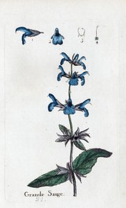 Nagy bölcsesség alkotó: Unknown artist
