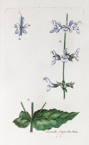 Nagy erdei zsálya alkotó: Unknown artist
