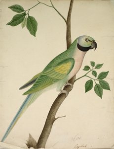 Zöld papagáj alkotó: Unknown artist
