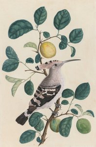 Hoopoe egy citrusfa ágán alkotó: Unknown artist