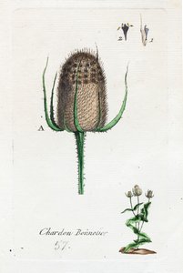 Hosier gyűszűvirág alkotó: Unknown artist