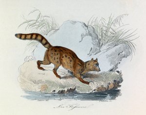 Illusztráció a "Buffon összes művei" című könyvből: Les Quadrupedes: (metszet) alkotó: Unknown artist