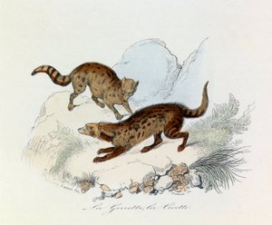 Illusztráció a "Buffon összes művei" című könyvből: Les Quadrupedes: La genette et la civette (metszet) alkotó: Unknown artist