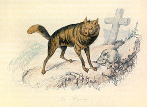 Illusztráció a "Buffon összes művei" című könyvből: Les Quadrupedes: (metszet) alkotó: Unknown artist
