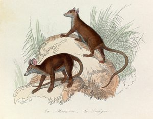 Illusztráció a "Buffon összes művei" című könyvből: Les Quadrupedes: La marmot et la sarigue (metszet) alkotó: Unknown artist