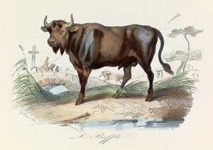 Illusztráció a "Buffon összes művei" című könyvből: Les Quadrupedes: Le buffalo (metszet) alkotó: Unknown artist