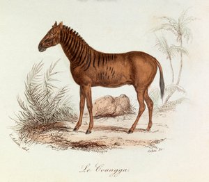 Illusztráció a "Buffon összes művei" című könyvből: Les Quadrupedes: Le couagga (metszet) alkotó: Unknown artist