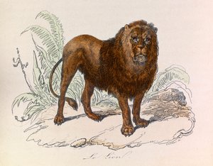 Illusztráció a "Buffon összes művei" című könyvből: Les Quadrupedes: Le lion (metszet) alkotó: Unknown artist