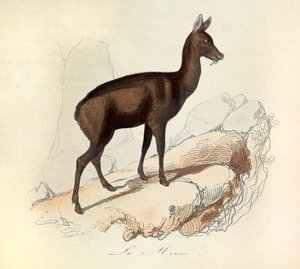 Illusztráció a "Buffon összes művei" című könyvből: Les Quadrupedes: (metszet) alkotó: Unknown artist