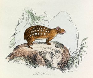 Illusztráció a "Buffon összes művei" című könyvből: Les Quadrupedes: (metszet) alkotó: Unknown artist