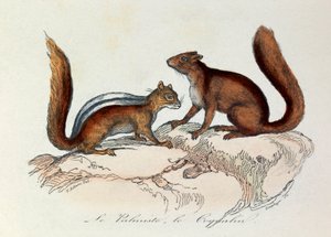 Illusztráció a "Buffon összes művei" című könyvből: Les Quadrupedes: Le palmist et le coquallin (metszet) alkotó: Unknown artist
