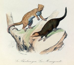 Illusztráció a "Buffon összes művei" című könyvből: Les Quadrupedes: Le phalanger et la mangouste (metszet) alkotó: Unknown artist