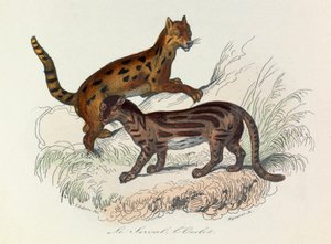 Illusztráció a "Buffon összes művei" című könyvből: Les Quadrupedes: (metszet) alkotó: Unknown artist