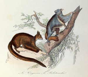 Illusztráció a "Buffon összes művei" című könyvből: Les Quadrupedes: Le taguan et le polatouche (metszet) alkotó: Unknown artist