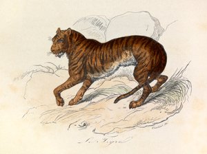 Illusztráció a "Buffon összes művei" című könyvből: Les Quadrupedes: (metszet) alkotó: Unknown artist