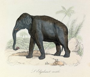 Illusztráció a "Buffon összes művei" című könyvből: Les Quadrupedes: Hím elefánt (metszet) alkotó: Unknown artist