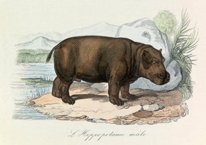 Illusztráció a "Buffon összes művei" című könyvből: Les Quadrupedes: Víziló (metszet). alkotó: Unknown artist