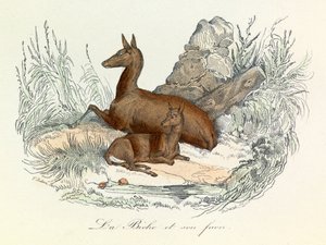 Illusztráció a "Buffon összes művei" című könyvből: Buffon: Les animaux: La doe et son fawn (metszet). alkotó: Unknown artist