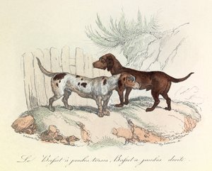 Illusztráció a "Buffon összes művei" című könyvből: Buffon: Les animaux: Le basset a torso legs et le basset a straight legs (metszet) alkotó: Unknown artist