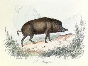 Illusztráció a "Buffon összes művei" című könyvből: Buffon: Les animaux: Buffon: Le boar (metszet) alkotó: Unknown artist