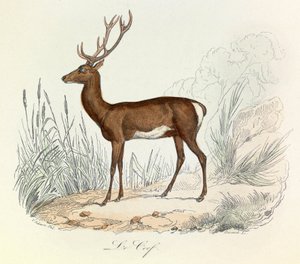 Illusztráció a "Buffon összes művei" című könyvből: Buffon: Les animaux: Buffon: Le cerf (metszet) alkotó: Unknown artist