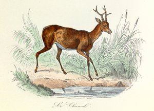 Illusztráció a "Buffon összes művei" című könyvből: Buffon: Les animaux: Buffon: Le deer (metszet) alkotó: Unknown artist