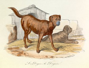 Illusztráció a "Buffon összes művei" című könyvből: Buffon: Les animaux: Buffon: Le dogue et le doguin (metszet). alkotó: Unknown artist