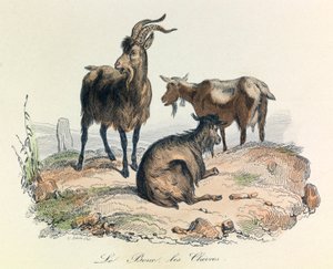 Illusztráció a "Buffon összes művei" című könyvből: Buffon: Les animaux: Buffon: Le kecske és a kecskék (metszet). alkotó: Unknown artist