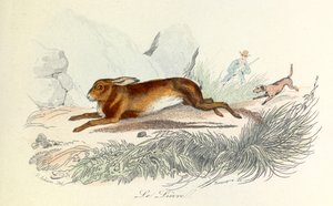 Illusztráció a "Buffon összes művei" című könyvből: Buffon: Les animaux: Buffon: A nyúl (metszet) alkotó: Unknown artist