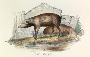 Illusztráció a "Buffon összes művei" című könyvből: Buffon: Les animaux: Buffon: Le pichon (metszet) alkotó: Unknown artist