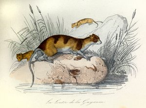 Illusztráció a "Buffon összes művei" című könyvből: Buffon: Les animaux domestiques: Les animaux domestiques: La otter de Guiana (metszet). alkotó: Unknown artist