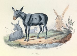 Illusztráció a "Buffon összes művei" című könyvből: Buffon: Les animaux: l
