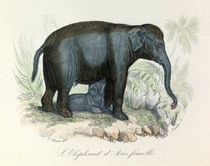 Ábra egy ázsiai nőstény elefántról Buffon könyvéből, Linnaeus és Cuvier osztályozásával (metszet) alkotó: Unknown artist