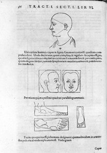 A fiziognómia képe Robert Fludd (Robertus de Waves) "Collectio Operum"-jából. London 1617. alkotó: Unknown artist