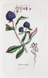Immortelle (Amarantine, Gomphrena globose) alkotó: Unknown artist