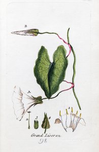 Nagy bindweed alkotó: Unknown artist