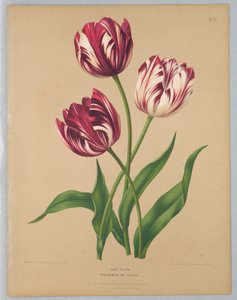 Késői tulipánok / Bybloemen vagy Violets alkotó: Unknown artist
