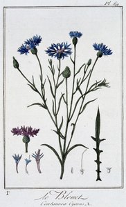 A búzavirág (Centaurea Cyanus) – a „Növénytani gyakorlatok kereskedők számára” című könyvében, írta J. C. Philibert, Imprimerie de Crapelet, Párizs alkotó: Unknown artist