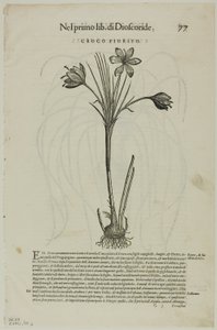 Levél a Discorsiból Petrus Andreas Matthiolustól, 99. tábla a XVI. századi könyvek fametszeteiből alkotó: Unknown artist