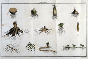 Les Roots: a „” Flora Françoise-ban, vagy a Franciaországban természetesen termő növények rövid leírása, egy új elemzési módszer szerint rendezve, amelyhez csatoljuk a legkevésbé egyértelmű erényeiket az orvostudományban és hasznosságukat a t. alkotó: Unknown artist