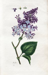 Lilac alkotó: Unknown artist