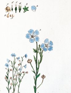 Vászon alkotó: Unknown artist