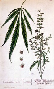 Hím kannabisz növény. 19. századi metszet. alkotó: Unknown artist