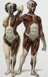 Férfi és nő megnyúzva: izmok - orvosi könyv, 19. század vége alkotó: Unknown artist
