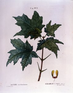 Juhar ág. Botanikai tábla egy herbáriumból a 19. század elejéről. alkotó: Unknown artist