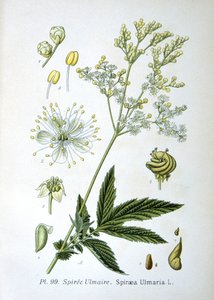 Mézédes alkotó: Unknown artist