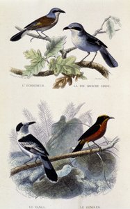 Természettudományi tábla: Madarak: Az ecorcheur, a szürke greche pite, a vanga és a gonolek - in "" Works of Buffon"", T.5, szerk. Dohányzás Jouvet & Cie alkotó: Unknown artist