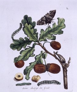Tölgy gyümölcs: makk, lepkék és hernyók alkotó: Unknown artist